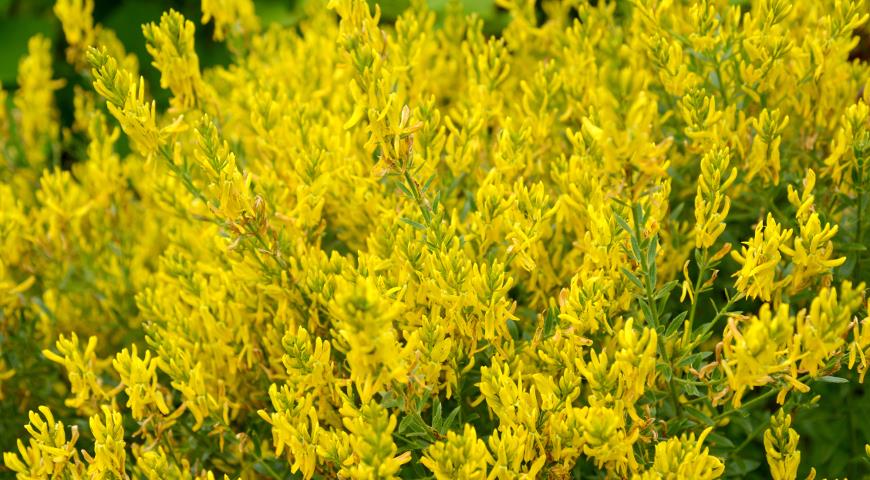 1. Дрок лидийский (Rhus coriaria)