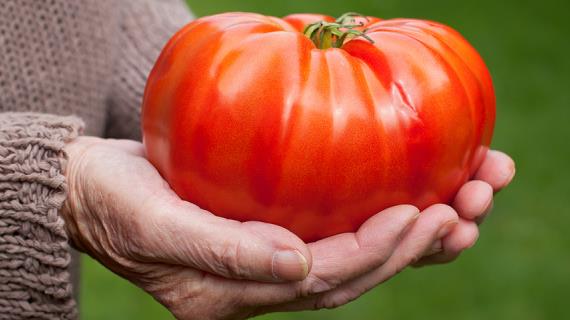 Крупноплодные томаты, немного об истории их появления