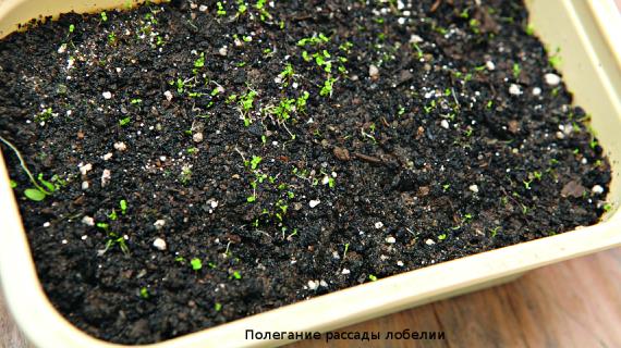 Вредители рассады