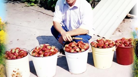 Технология выращивания суперкрупноплодной клубники