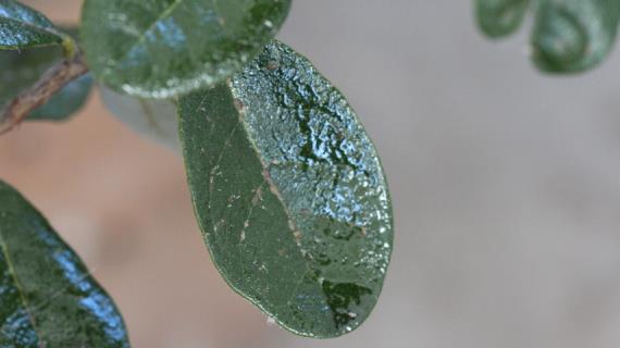 Меры борьбы с щитовками