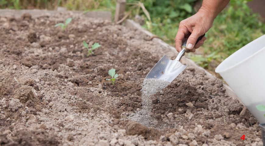 Как вырастить рассаду капусты кольраби: мастер-класс советами