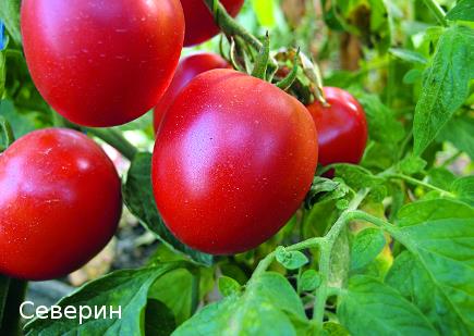Штамбовые сорта томатов для выращивания на окне