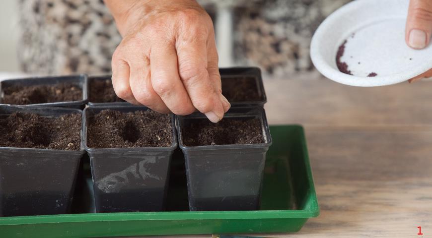 Как вырастить рассаду капусты кольраби: мастер-класс советами