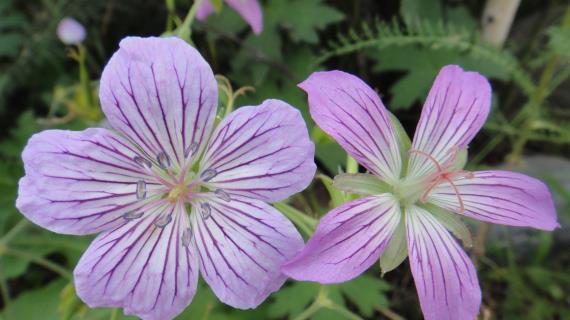 Дикоросы (аборигенные растения) в саду