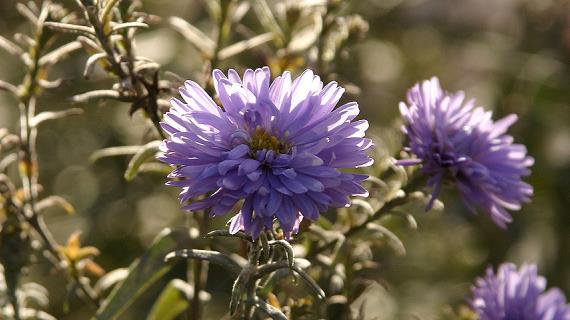 Многолетние астры: уход