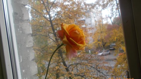 Домашний сад и огород