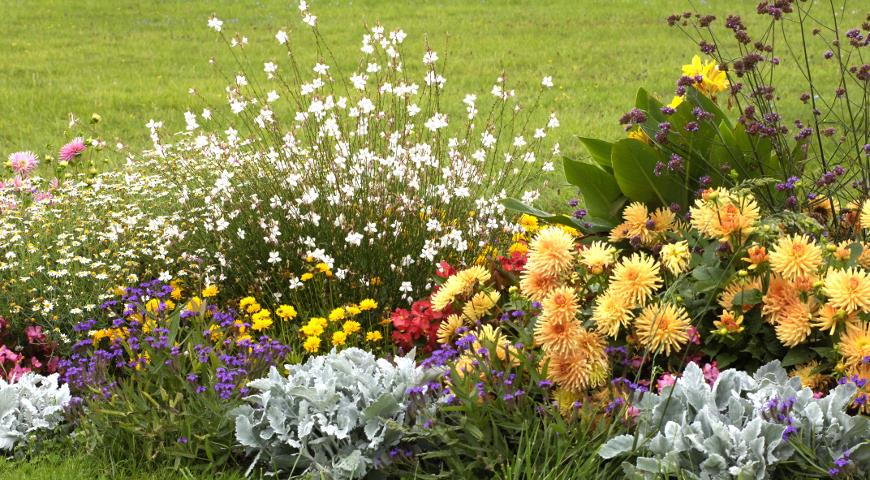 Виды цветников и клумб: названия, подбор растений