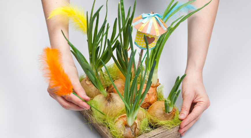 Мастер-класс лук на зелень, огород на окне