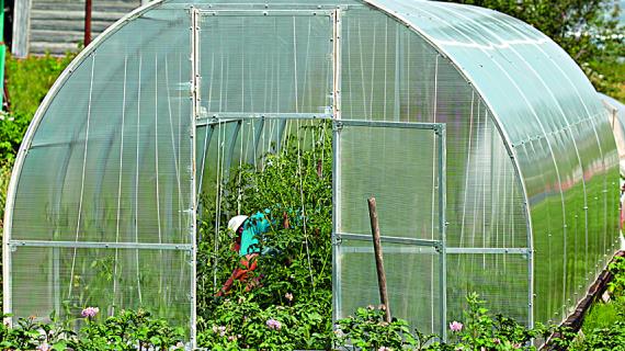 Теплица, основные работы и уход за почвой весной, летом и осенью