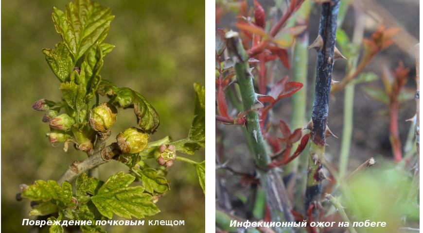 Календарь борьбы с болезнями и вредителя