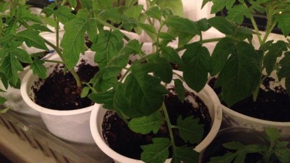 Скоро выпускной!