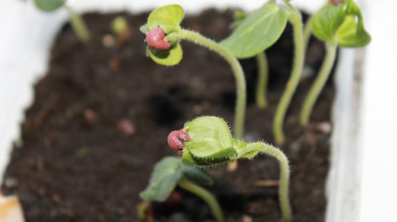 И в Сибири бамия растёт