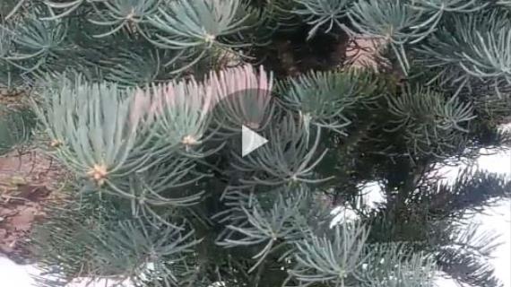 Как перезимовали пихты одноцветные. Abies concolor varieties.