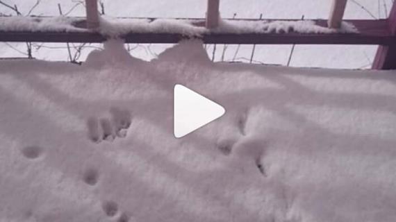 Последствия ночного снегопада.