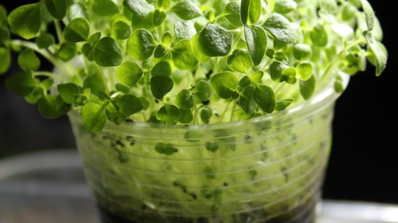 Львиный зев!