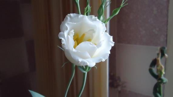 Капризная красавица эустома