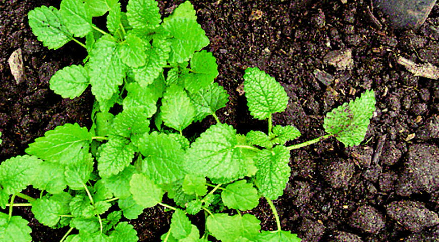 мелисса, котовник, тимьян мелисса, котовник, тимьян