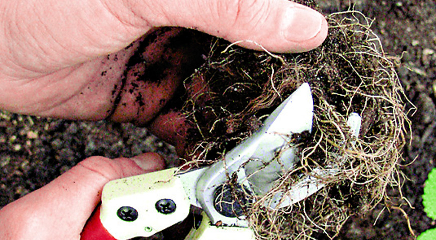 мелисса, котовник, тимьян мелисса, котовник, тимьян