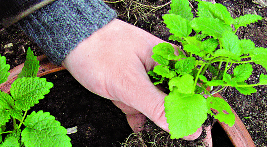 мелисса, котовник, тимьян мелисса, котовник, тимьян