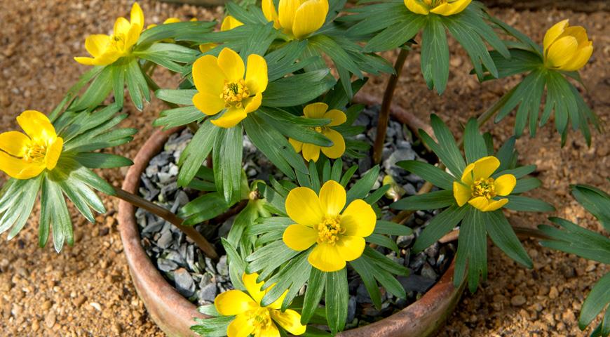 Эрантис или весенний зимний, Eranthis hyemalis 'Tubergenii Group'