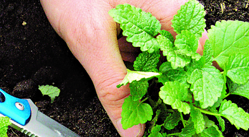 мелисса, котовник, тимьян мелисса, котовник, тимьян