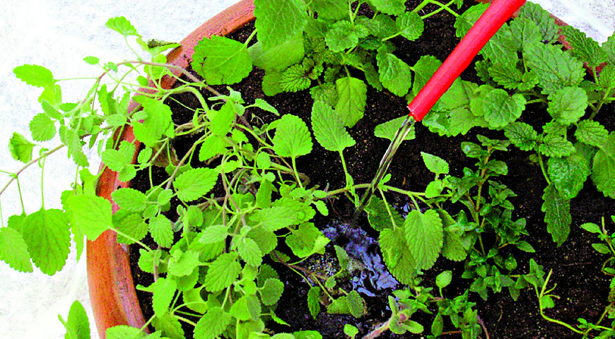 мелисса, котовник, тимьян мелисса, котовник, тимьян