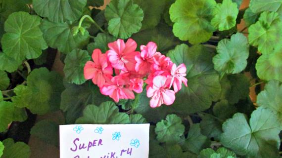 Герань греет душу круглый год!