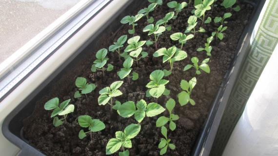 Секреты выращивания сальвии и астры