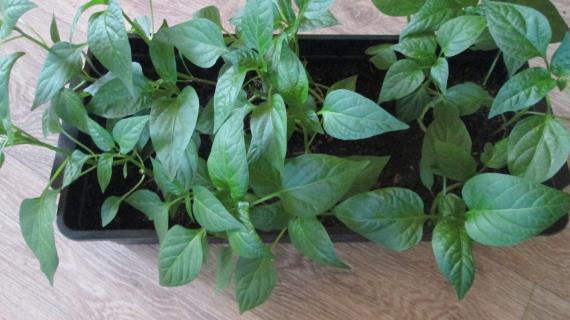 Необычный острый красный перец Колокольчик - мои первые опыты!