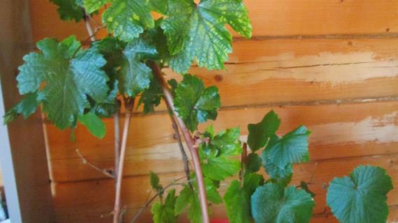 Размножение винограда чубуками дают отличный результат