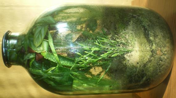 Вечный Флорариум или посадил дед репку