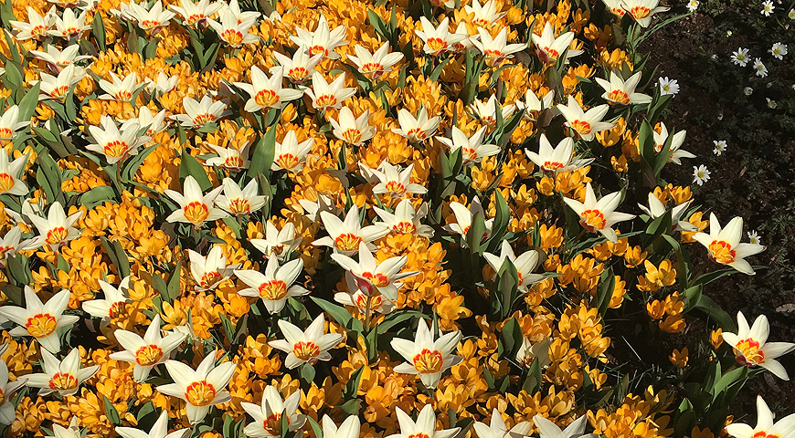 Кекенхоф - 2017 (Keukenhof - 2017)