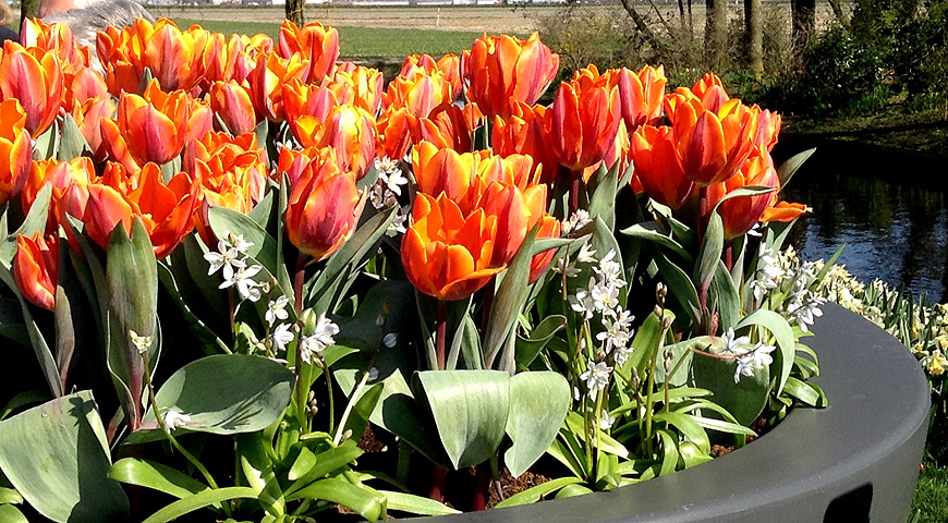 Кекенхоф - 2017 (Keukenhof - 2017)