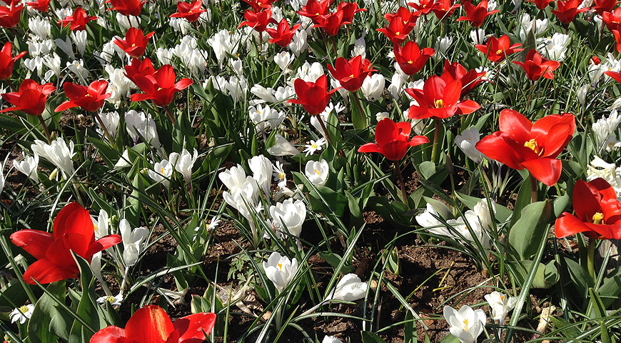 Кекенхоф - 2017 (Keukenhof - 2017)