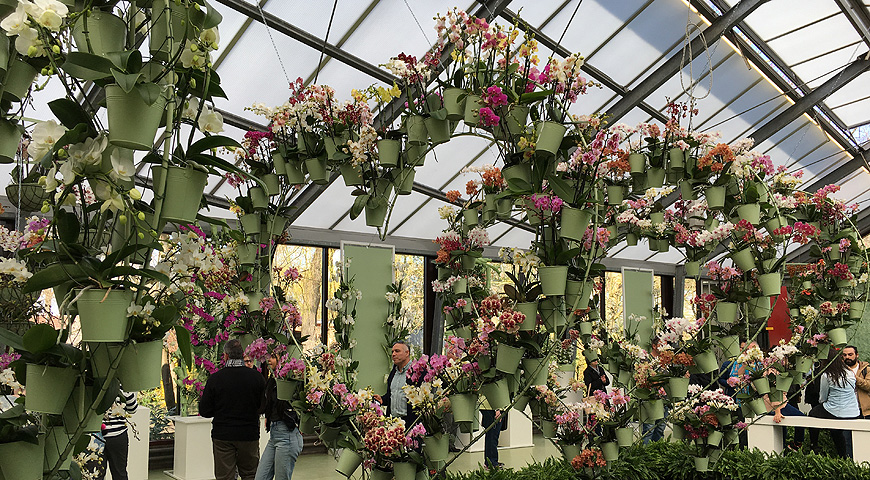 Кекенхоф - 2017 (Keukenhof - 2017)