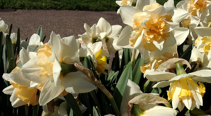 Кекенхоф - 2017 (Keukenhof - 2017)