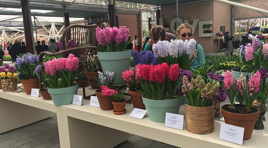 Кекенхоф - 2017 (Keukenhof - 2017)