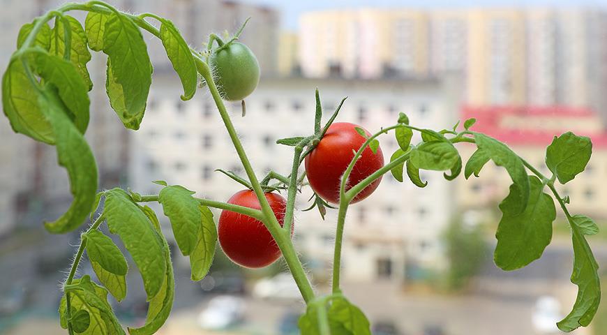 Все о выращивании томатов на подоконнике: от посева до сбора урожая