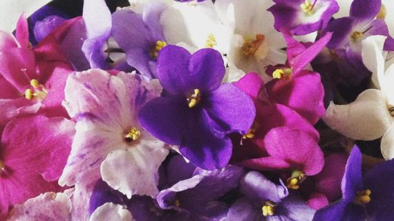 Мои сенполии