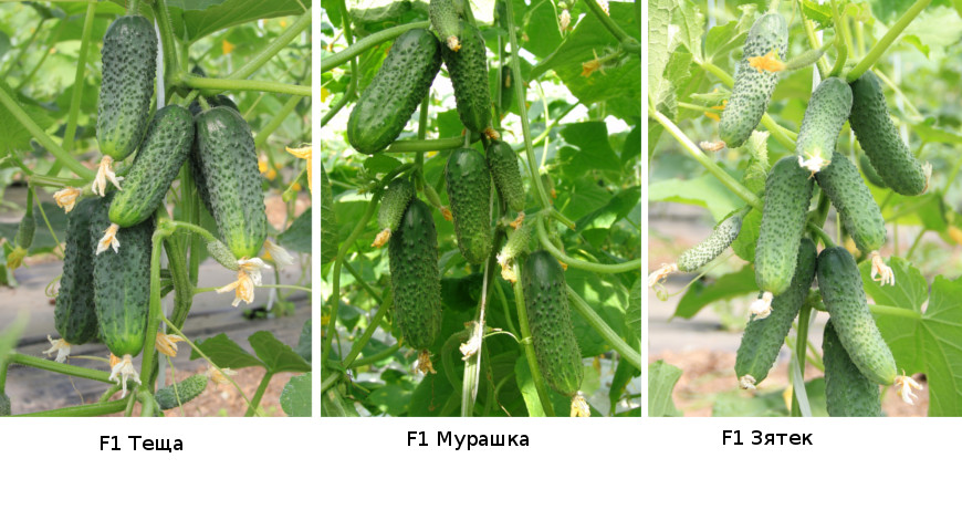 Гибриды огурцов Теща, Мурашка и Зятек
