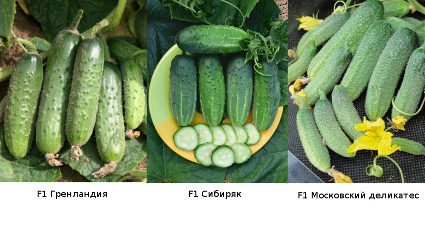 Гибриды огурцов Гренландия, Сибиряк и Московский деликатес