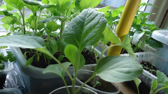 Баклажан "Бычок"