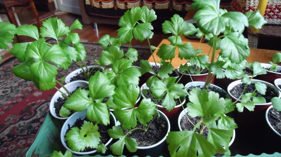 Сельдерей корневой