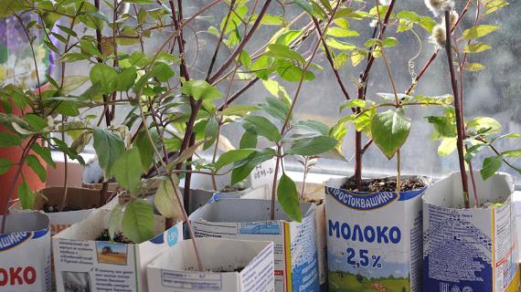 Подросшая рассада кобеи! Практически готова к высадке