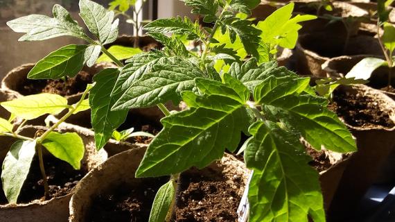 Рассада томатов