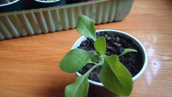 Подросла петуния