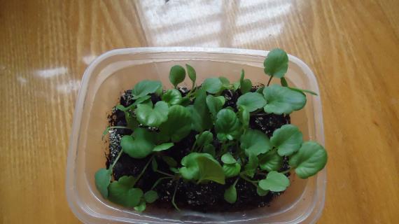 Виола "Дракон"