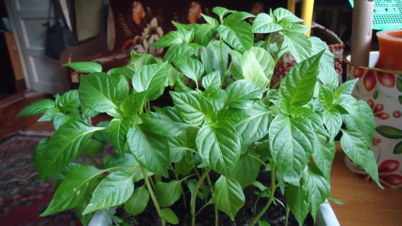 Острый перчик