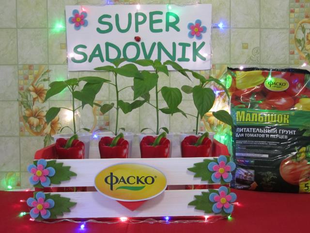 Квадро Ред+SUPERSADOVNIK+Фаско=Отличный урожай!!!!! 4